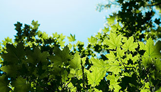 Green me up Scotty