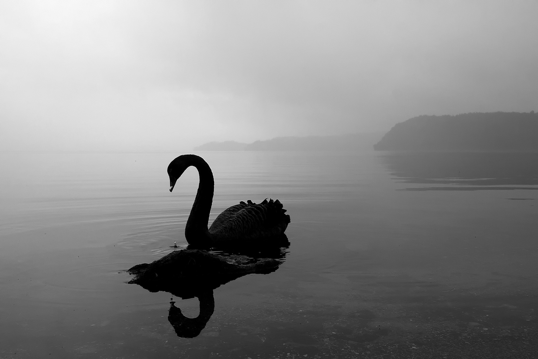 Black Swan Synapsee